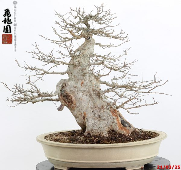 Acer buergerianum - immagine 7