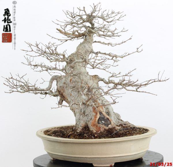 Acer buergerianum - immagine 8