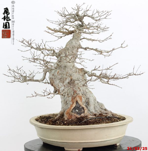 Acer buergerianum - immagine 9