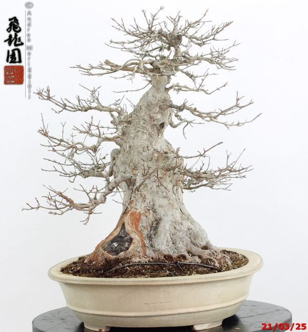 Acer buergerianum - immagine 10
