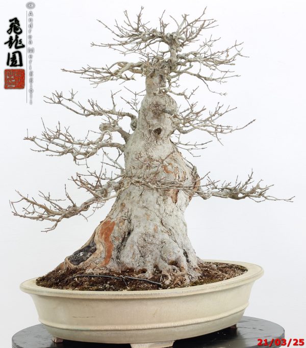 Acer buergerianum - immagine 11