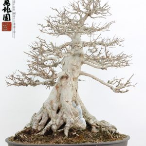 Acer buergerianum