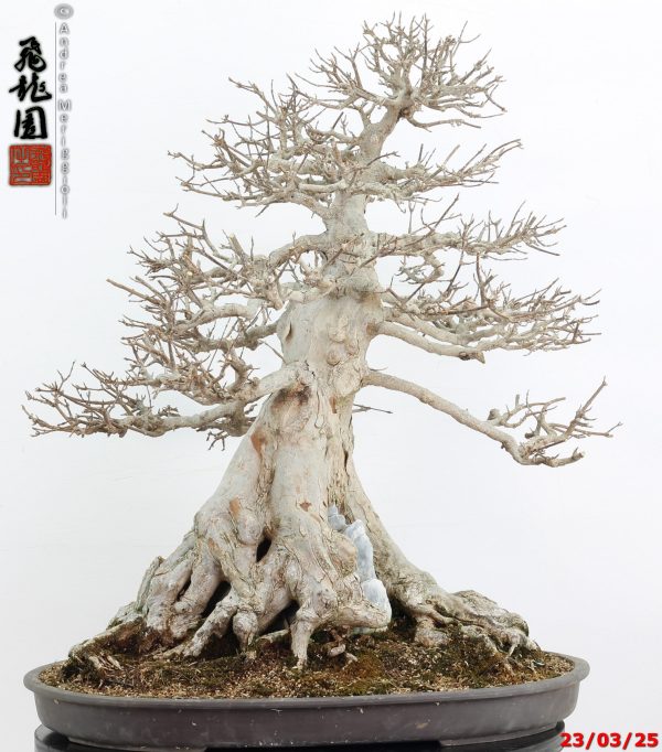Acer buergerianum