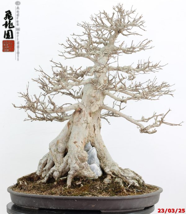 Acer buergerianum - immagine 2