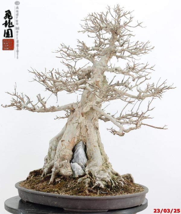 Acer buergerianum - immagine 3