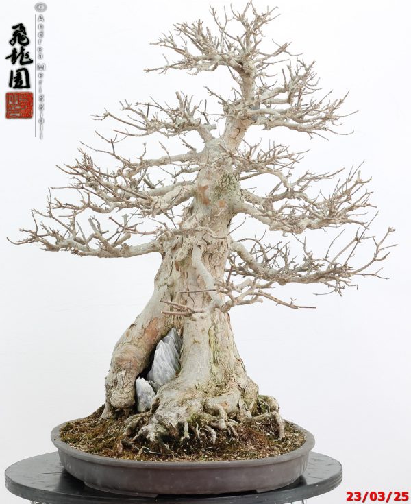 Acer buergerianum - immagine 4