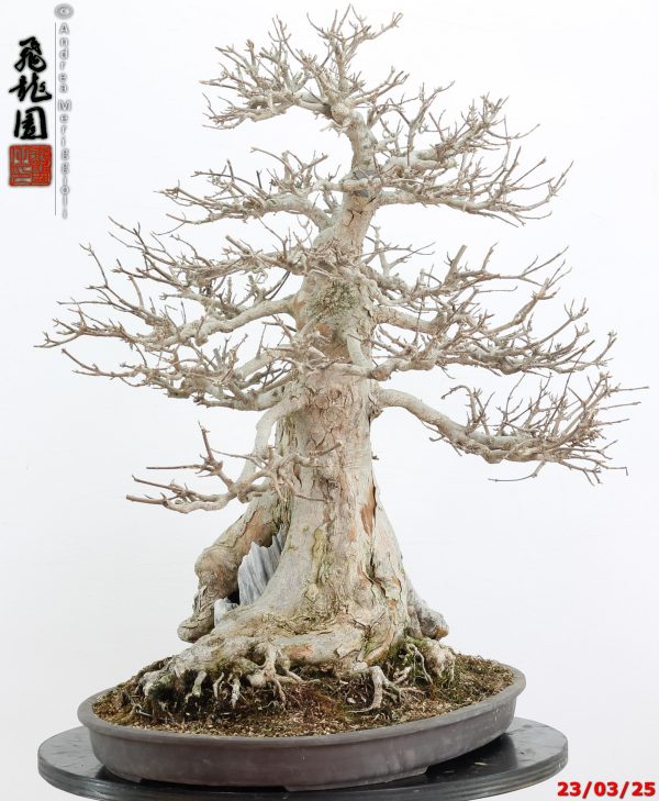 Acer buergerianum - immagine 5