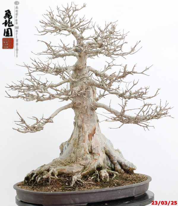 Acer buergerianum - immagine 6