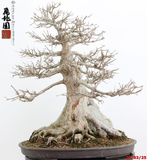 Acer buergerianum - immagine 7
