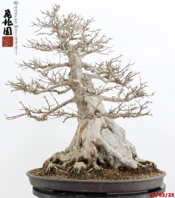 Acer buergerianum - immagine 8