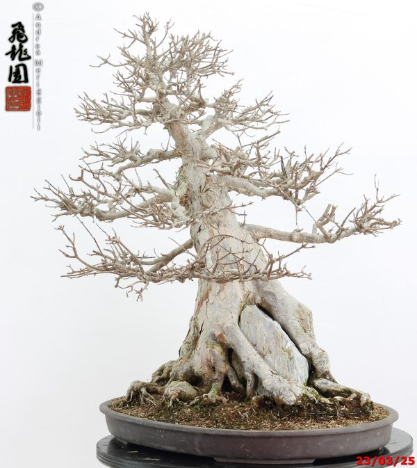 Acer buergerianum - immagine 9