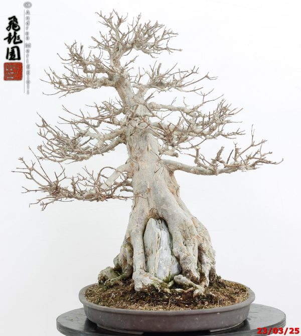Acer buergerianum - immagine 10