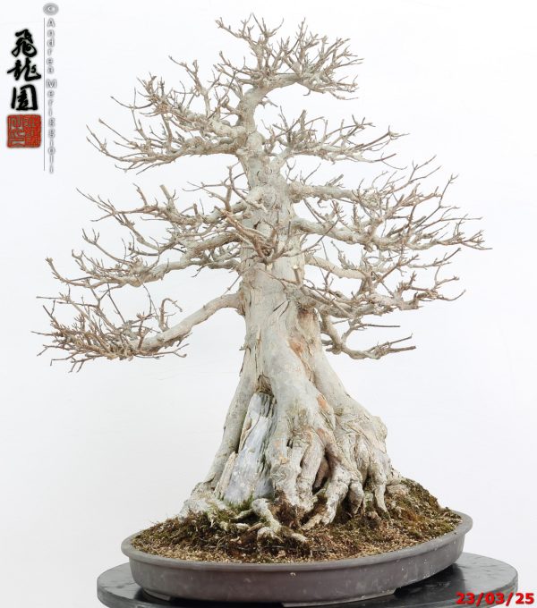Acer buergerianum - immagine 11