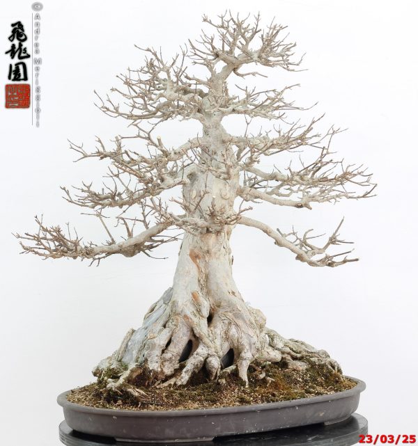 Acer buergerianum - immagine 12