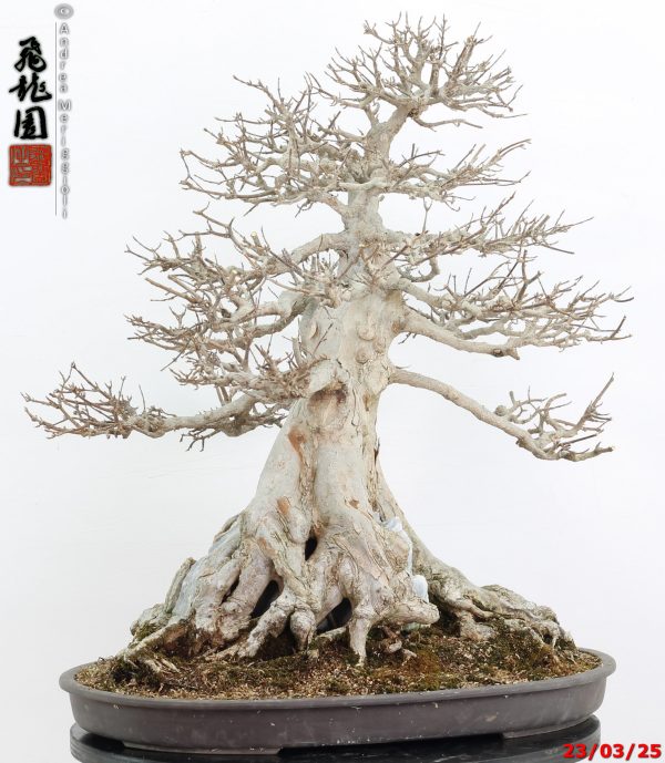 Acer buergerianum - immagine 13