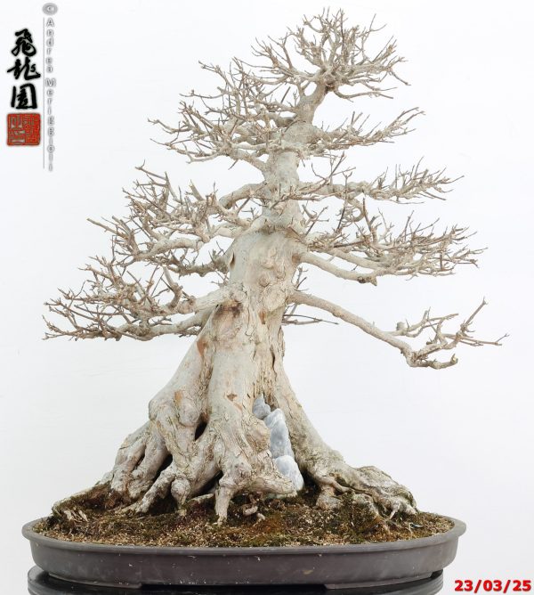 Acer buergerianum - immagine 14