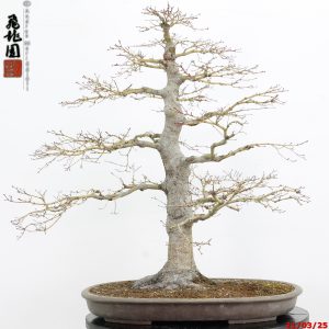 Acer palmatum