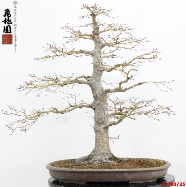 Acer palmatum