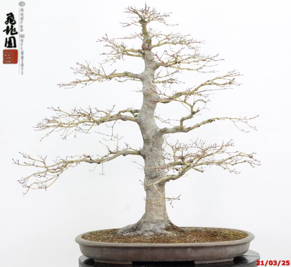 Acer palmatum - immagine 2