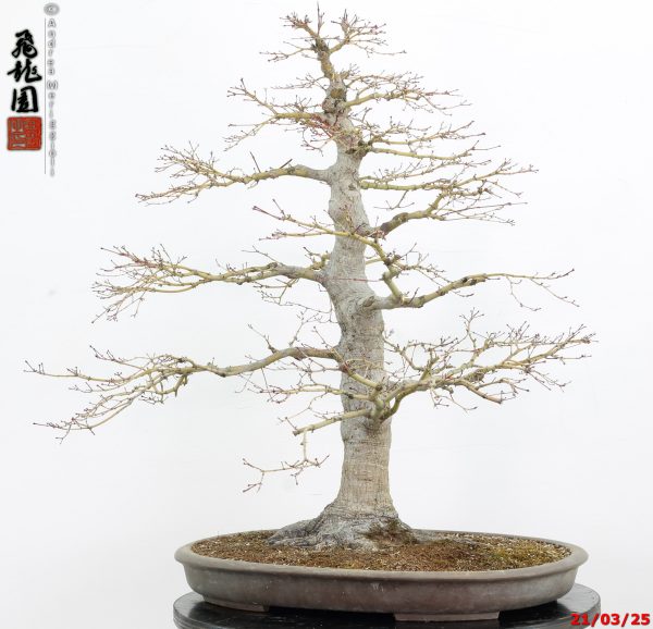 Acer palmatum - immagine 3