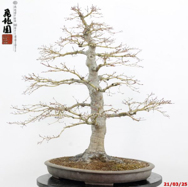 Acer palmatum - immagine 4