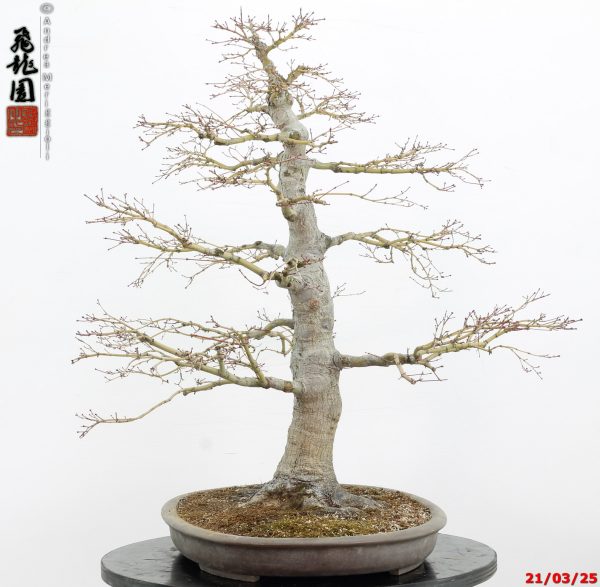 Acer palmatum - immagine 5