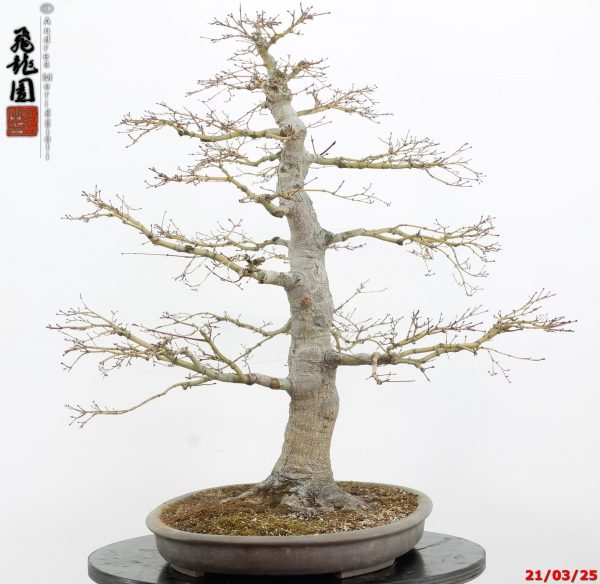 Acer palmatum - immagine 6