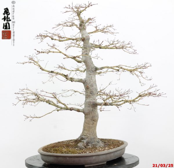 Acer palmatum - immagine 7