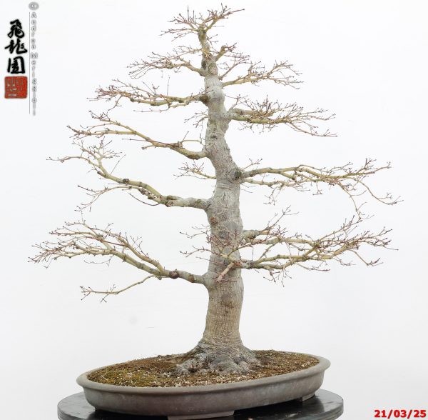 Acer palmatum - immagine 8