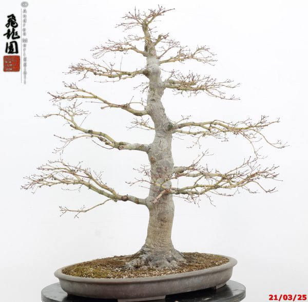Acer palmatum - immagine 9