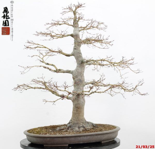 Acer palmatum - immagine 10
