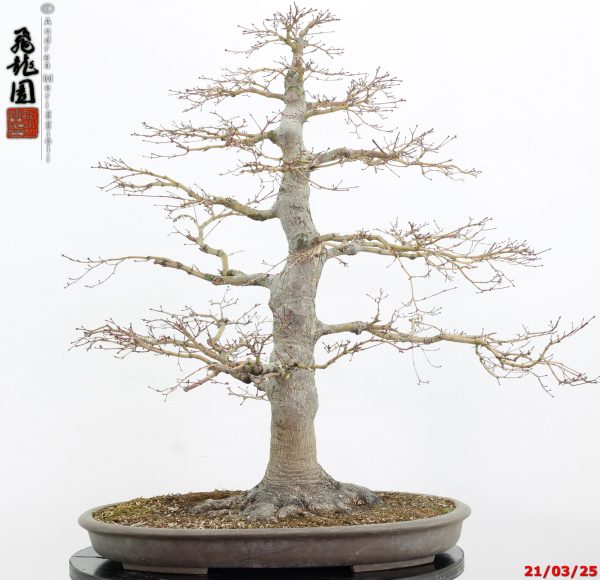 Acer palmatum - immagine 11