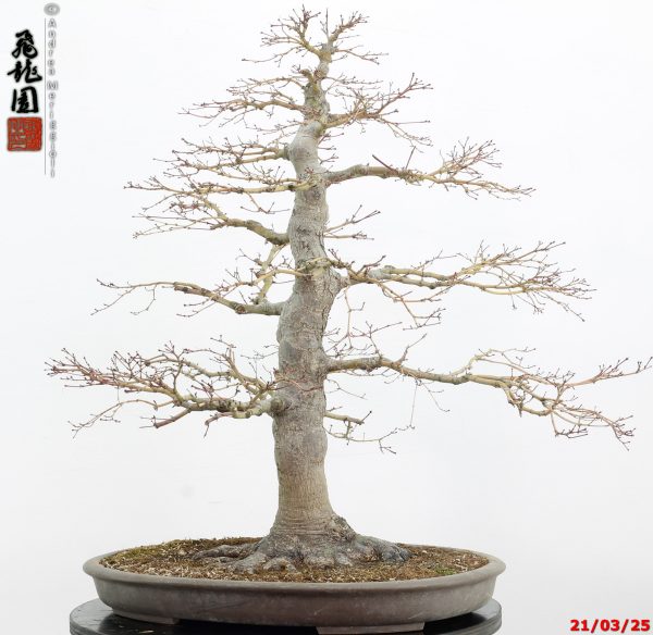Acer palmatum - immagine 12