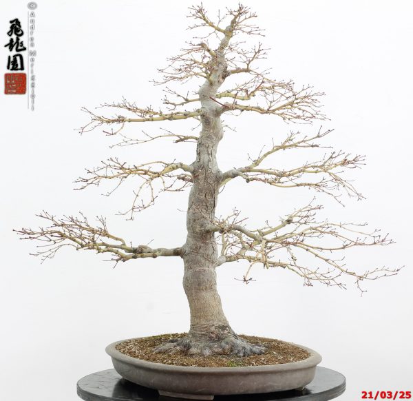 Acer palmatum - immagine 14
