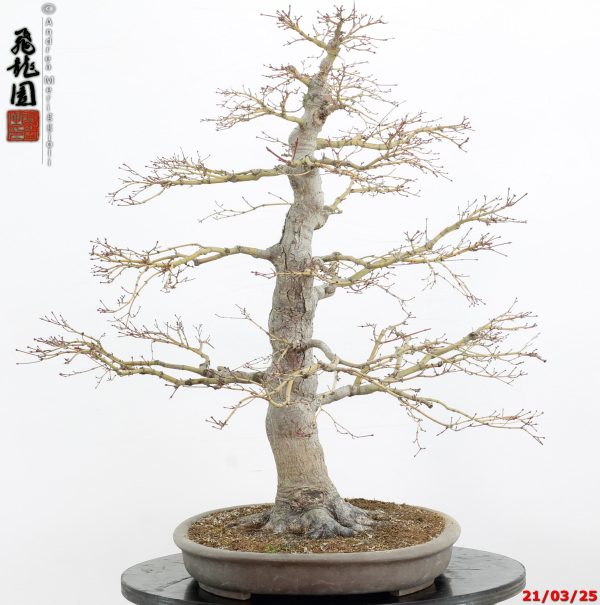 Acer palmatum - immagine 15