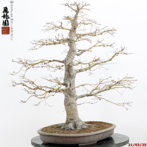 Acer palmatum - immagine 16