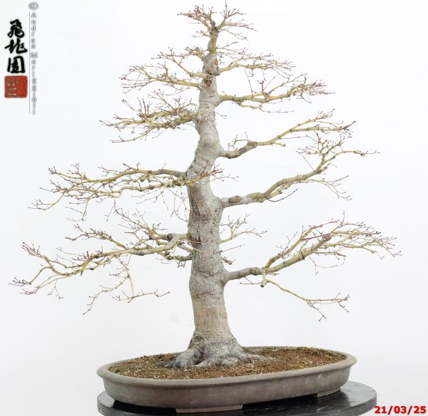 Acer palmatum - immagine 17