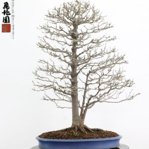 Acer buergerianum