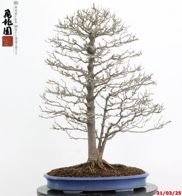 Acer buergerianum