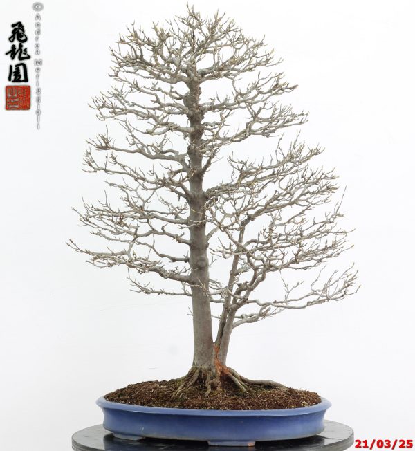 Acer buergerianum - immagine 2