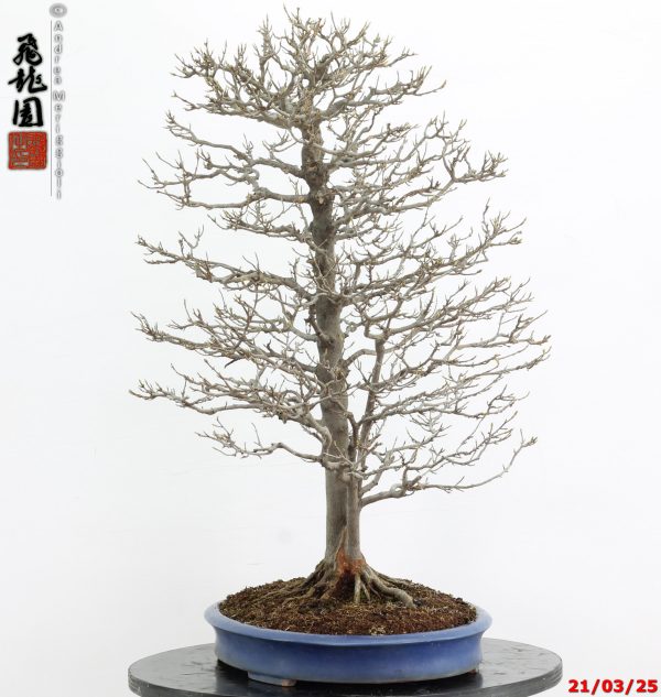 Acer buergerianum - immagine 3