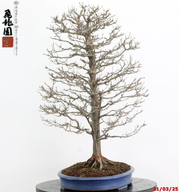 Acer buergerianum - immagine 4