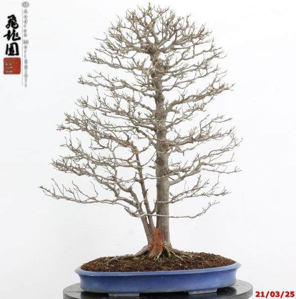 Acer buergerianum - immagine 6