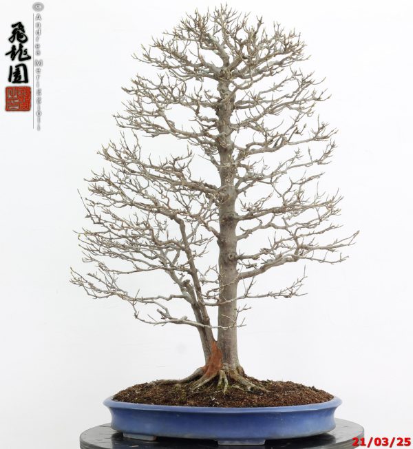 Acer buergerianum - immagine 7