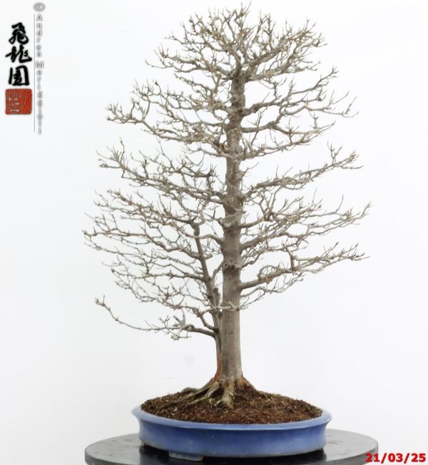 Acer buergerianum - immagine 8