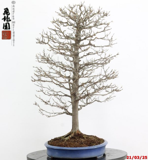 Acer buergerianum - immagine 9