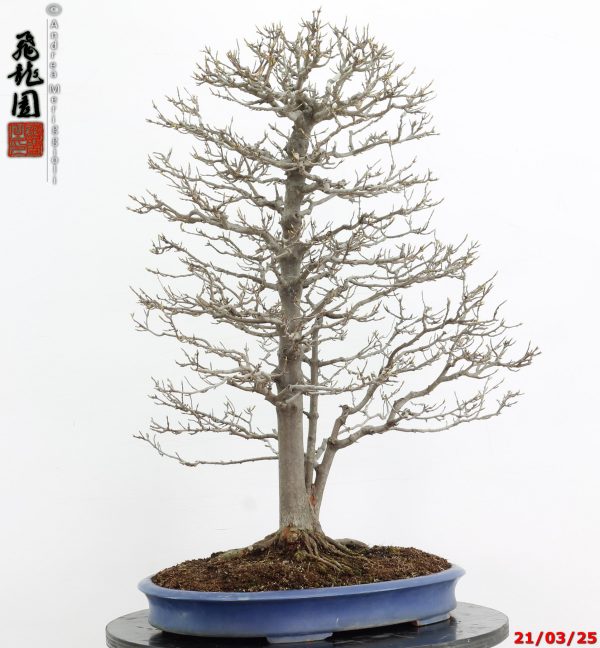 Acer buergerianum - immagine 10