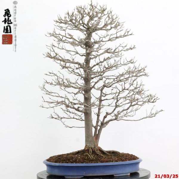 Acer buergerianum - immagine 11