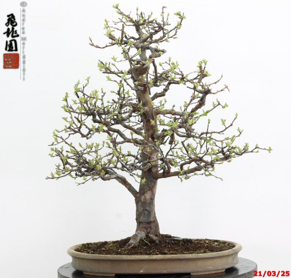 Pseudocydonia sinensis - immagine 2