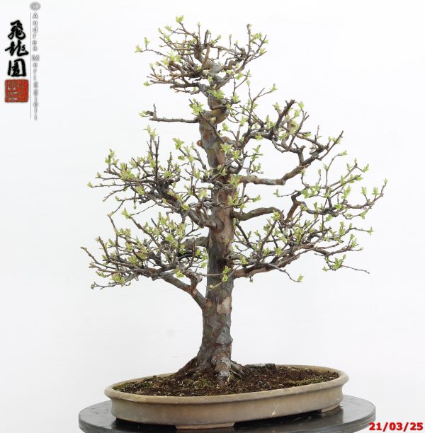 Pseudocydonia sinensis - immagine 3